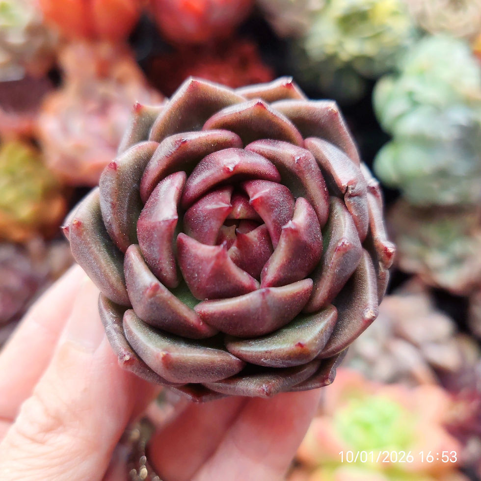 Miniatura: Echeveria ‘Flushing' 🇰🇷 VERY RARE ♡ NEW