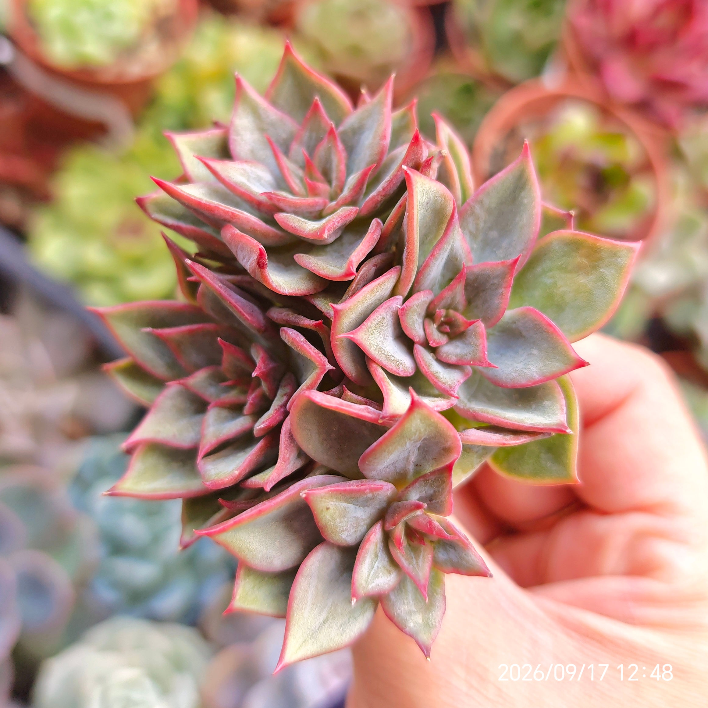 Echeveria ‘Kainos’ 🇰🇷 VERY RARE