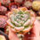 Miniatura: Echeveria ‘Celesta’ 🇰🇷 EXCLUSIVE