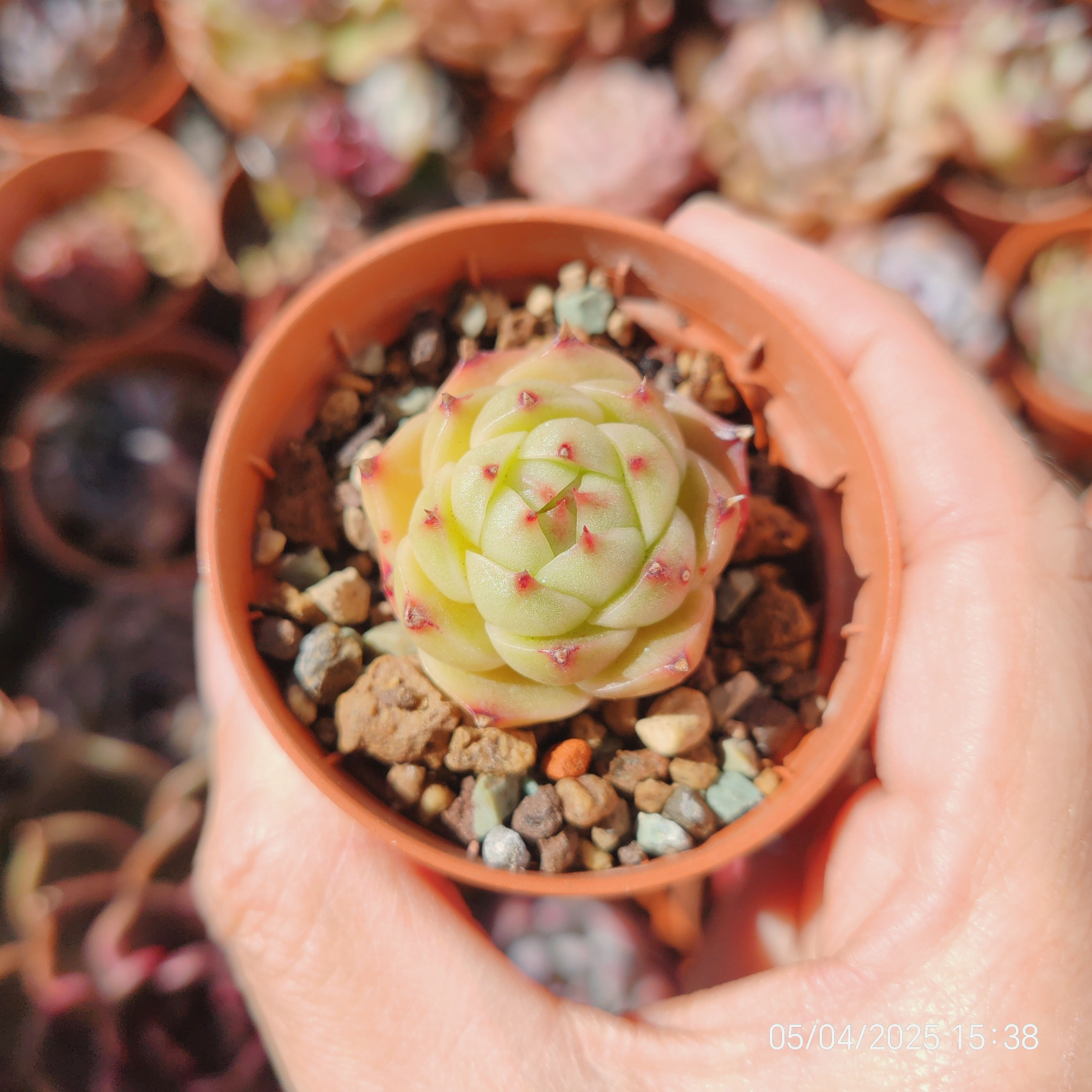 Echeveria ‘Akame Jenny’ 🇨🇳 VERY RARE ♡ NEW