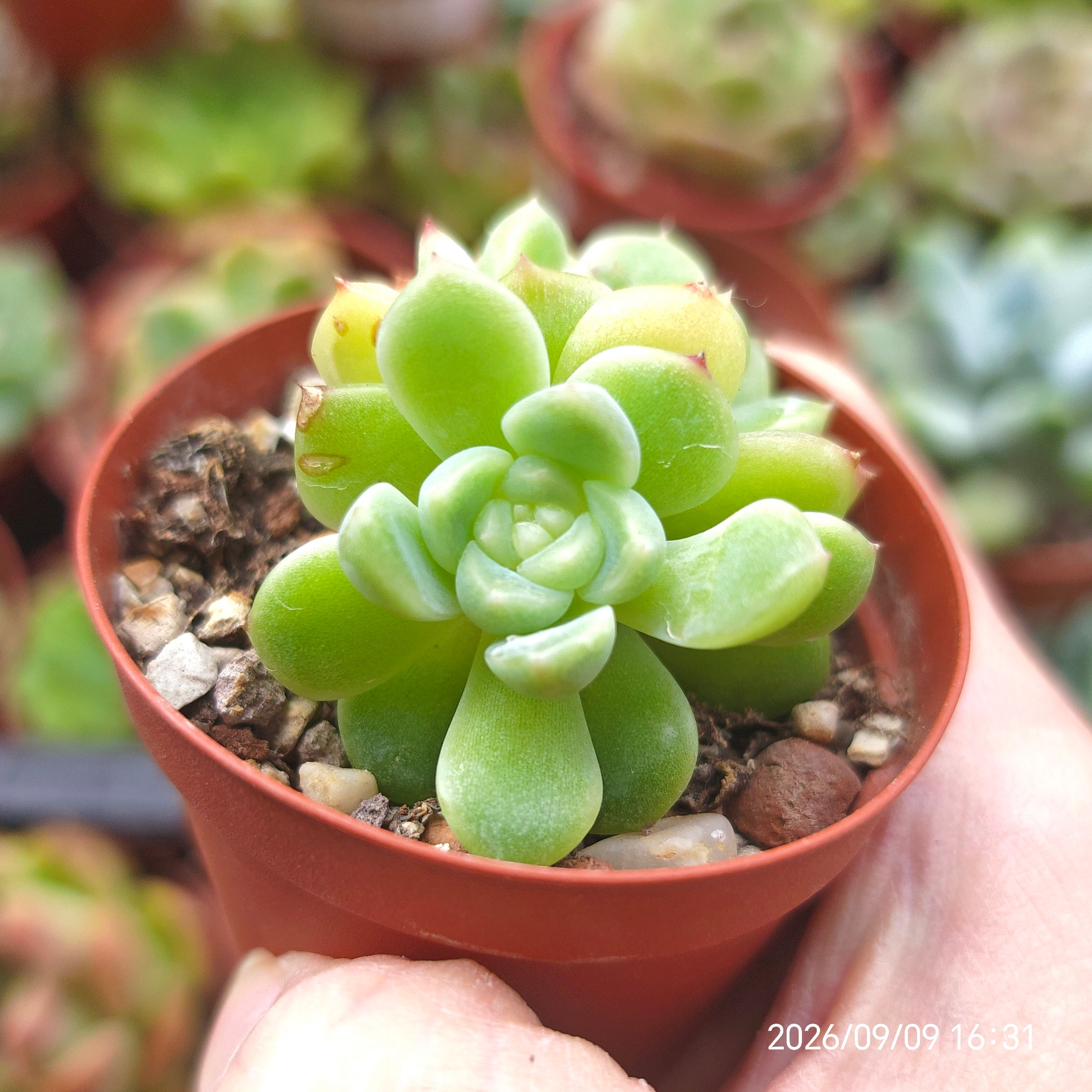 Echeveria 'Wealth Code' 财富密码 🇨🇳 EXCLUSIVE
