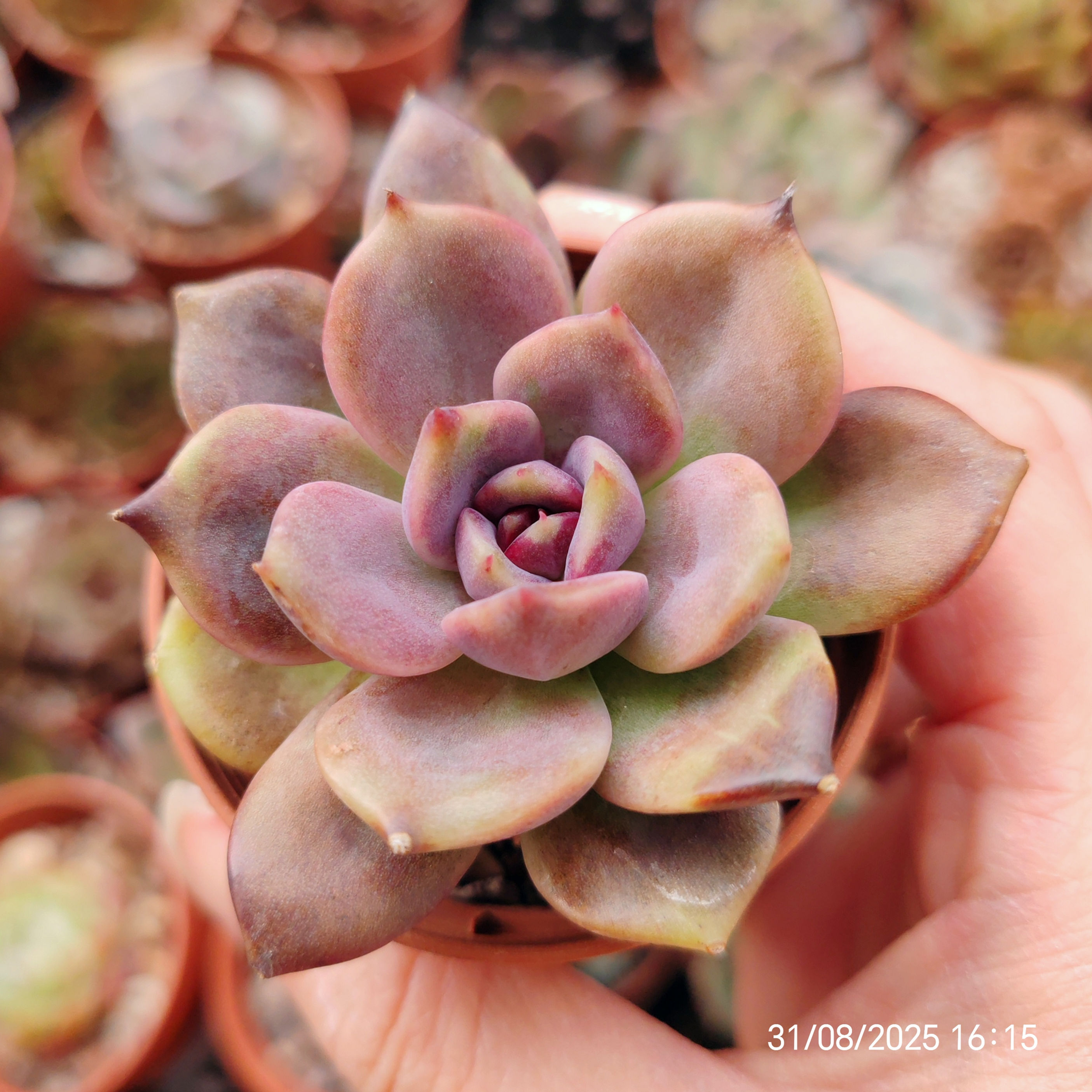 Echeveria ‘Dark Chocolate’ 🇰🇷 RARE