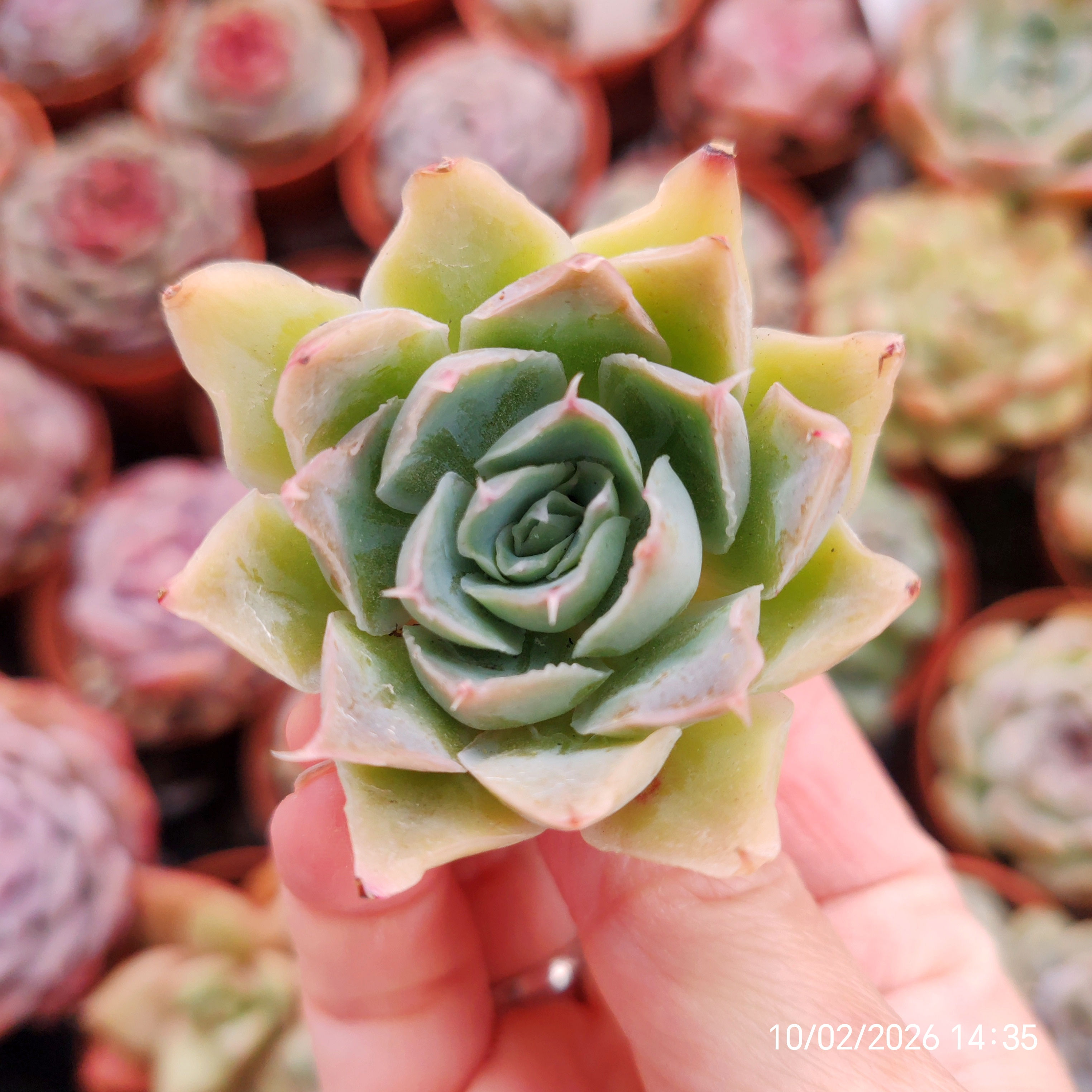 Echeveria 'Echeveria simulans x SSP' 🇨🇳 VERY RARE ♡ NEW