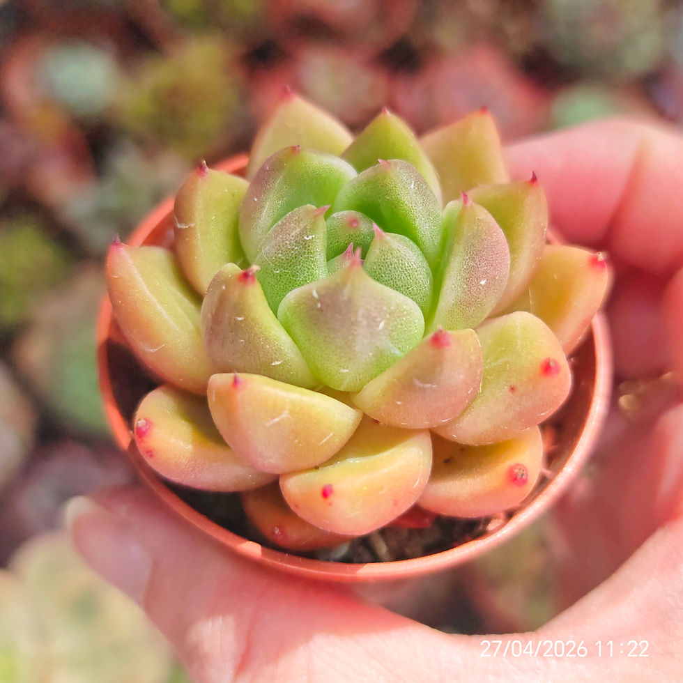 Miniatura: Echeveria ‘Red Dimples’ 🇰🇷 EXCLUSIVE