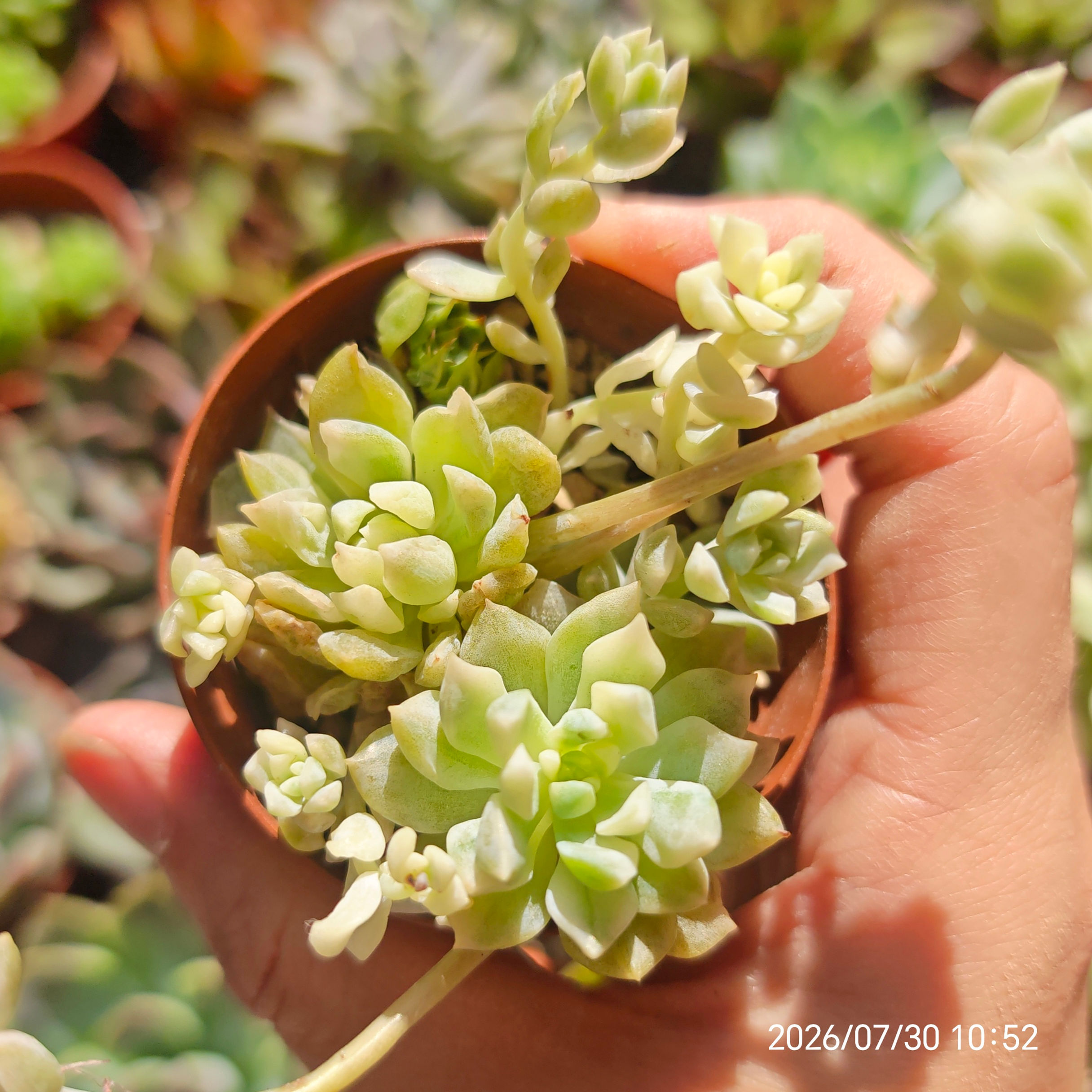 Echeveria prolifica Variegata 🇰🇷 VERY RARE