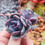 Miniaturbild: Echeveria 'Red On Jade' 🇰🇷 RARE ♡ NEW