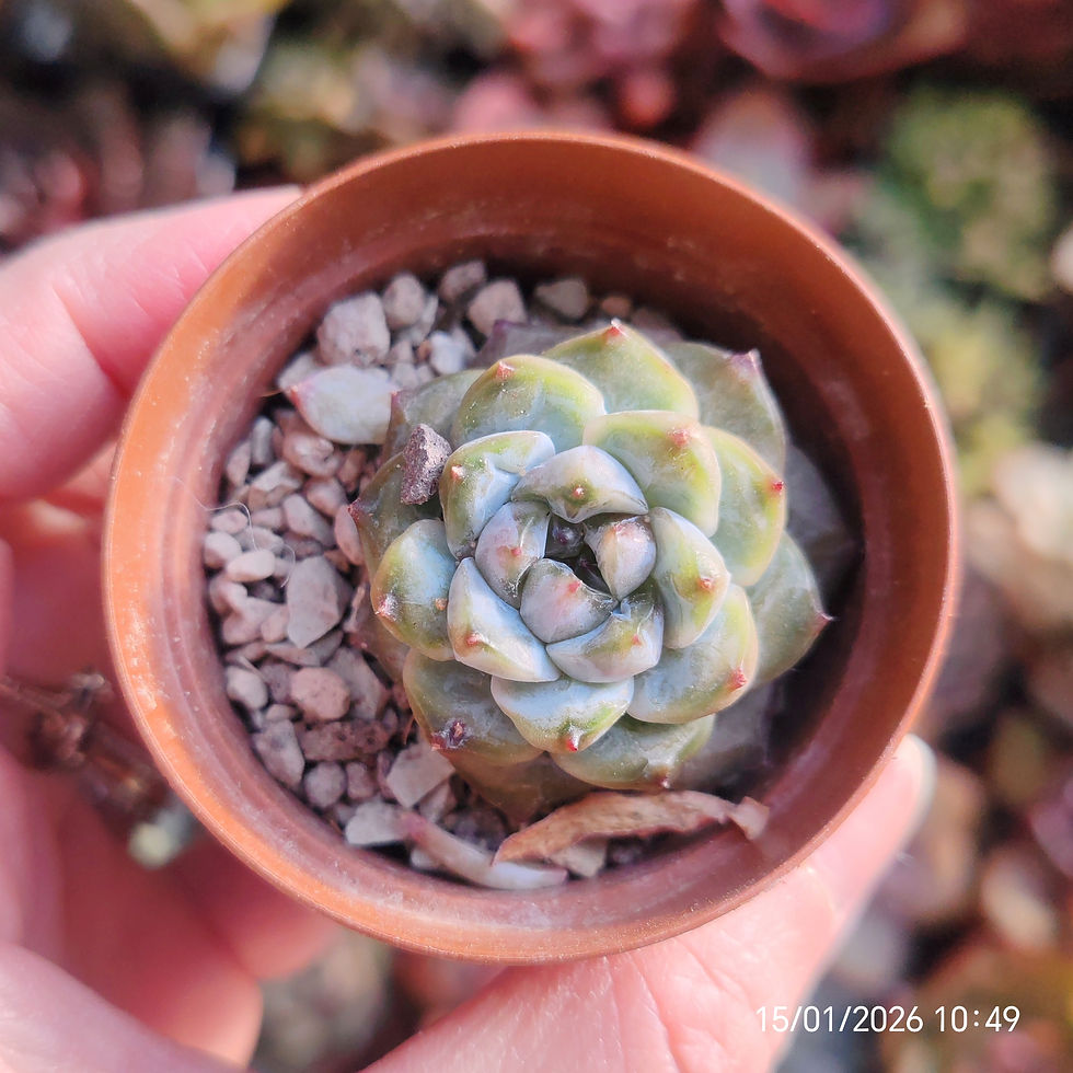 Miniatura: Echeveria ‘Eun Bi Yeon’ 🇰🇷 VERY RARE ♡ NEW