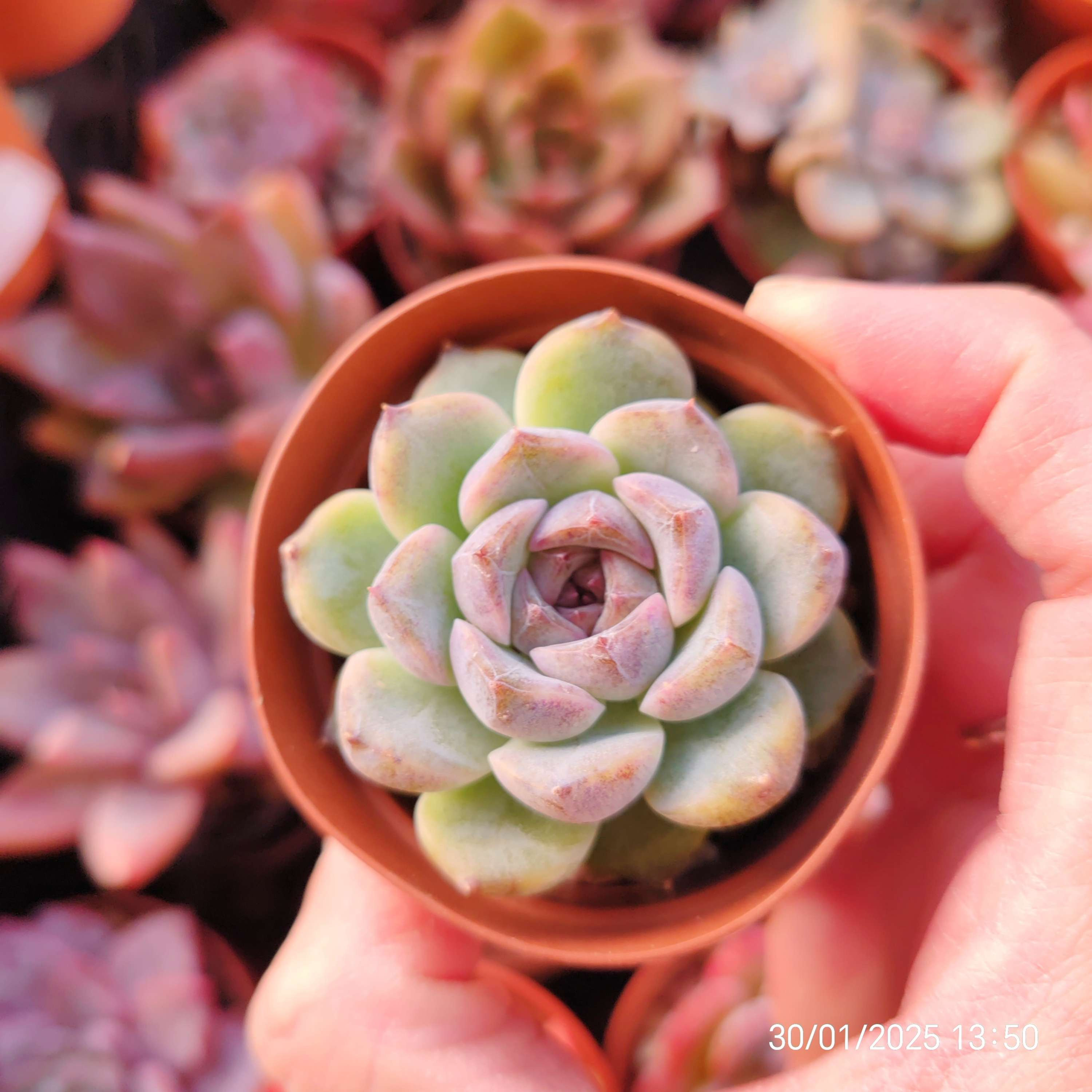 Echeveria ‘Aurora’ (Jelly Heart) Type 2 🇰🇷 VERY RARE ♡︎ NEW