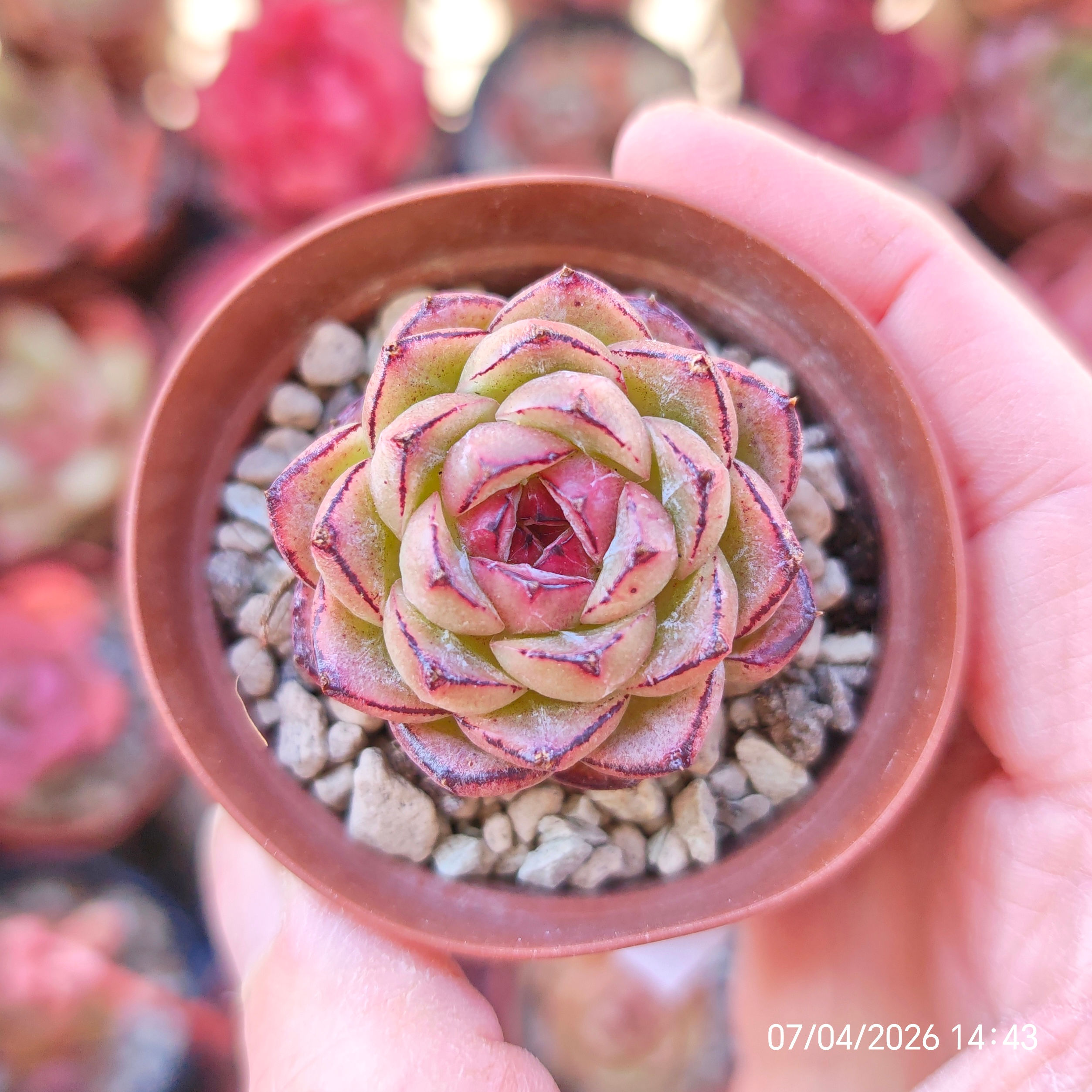 Echeveria 'Green Bodhi' 🇨🇳 VERY RARE ♡ NEW