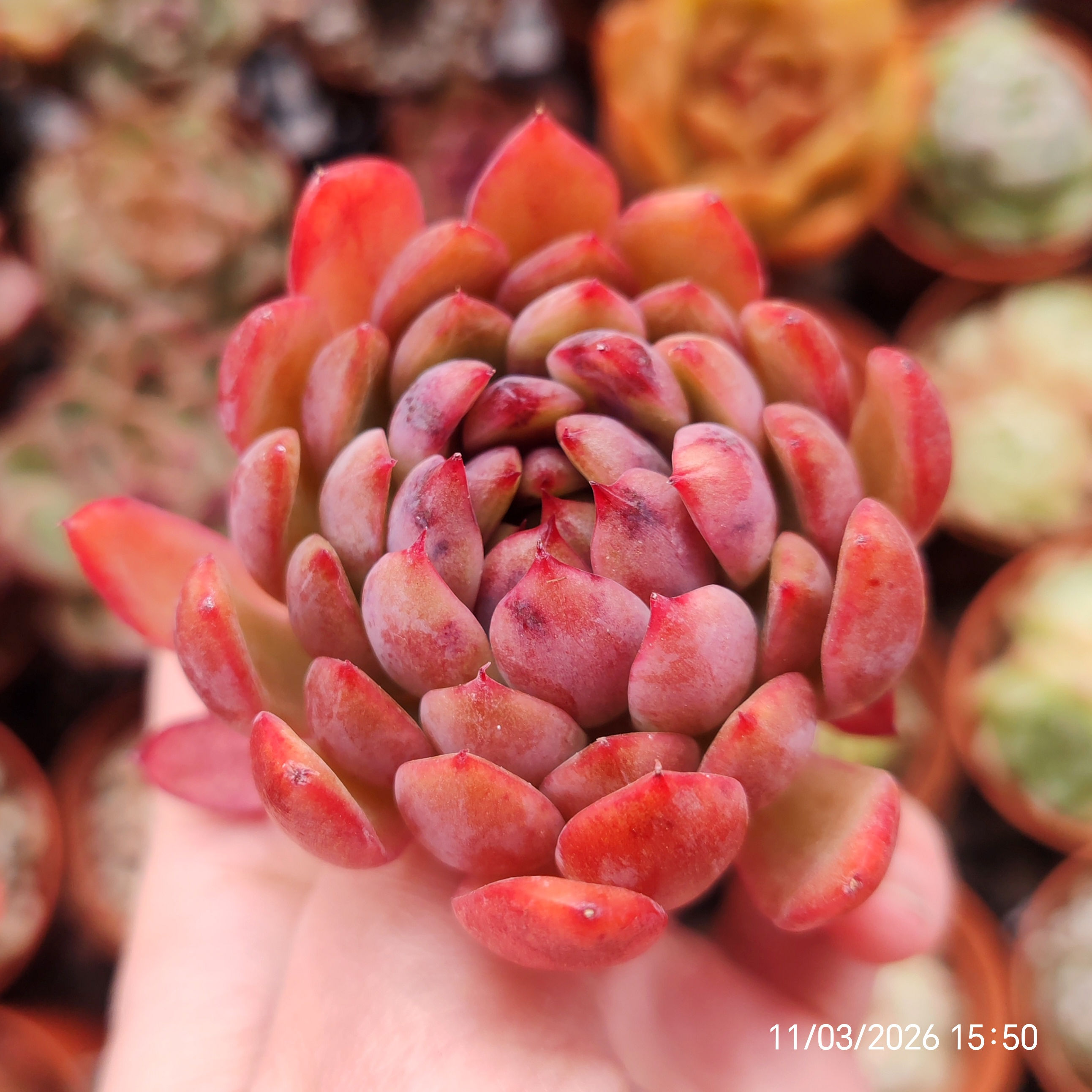 Echeveria ‘Donna' 🇰🇷 VERY RARE ♡ NEW