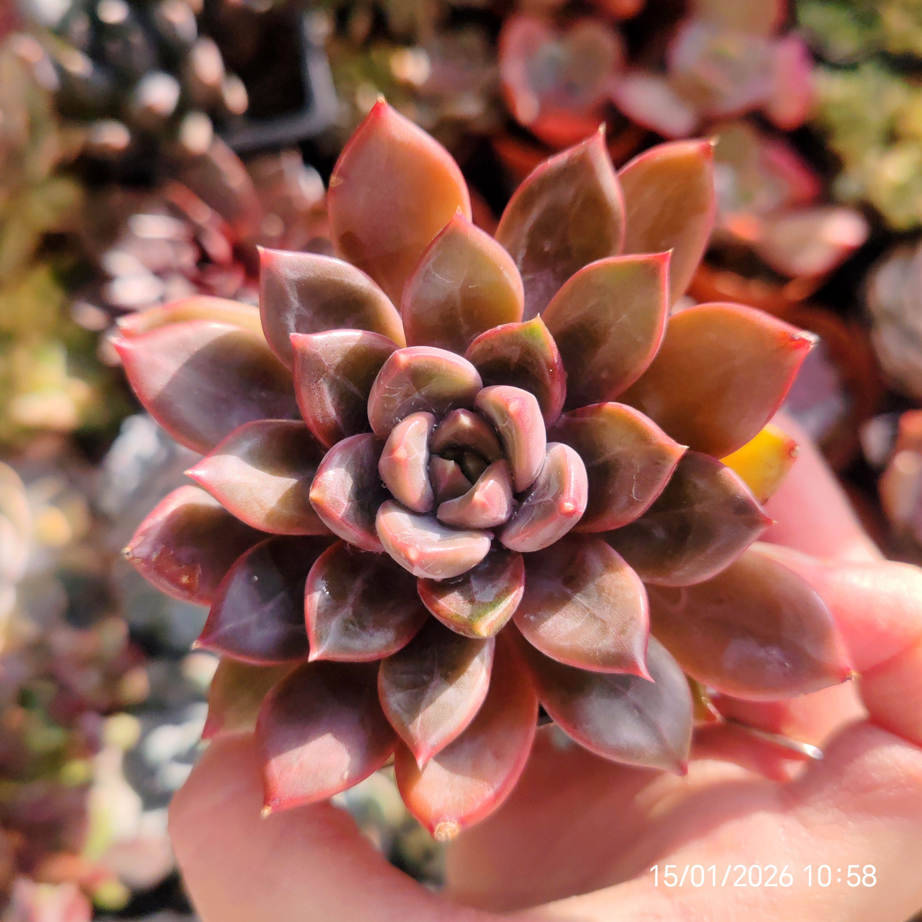 Pachyveria 'Pink Jewel' (P.compactum x sp)x(E.Black Rose’x sp) 🇰🇷 VERY RARE ♡