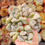 Miniatura: Echeveria ‘Chou Cream’ VERY RARE ♡ NEW