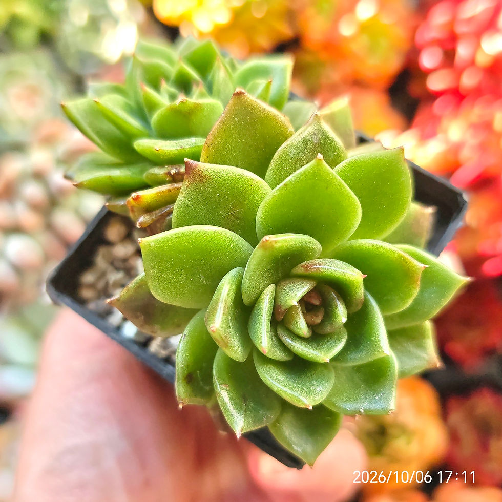 Thumbnail: Echeveria ‘Magic Gold’🇰🇷 VERY RARE