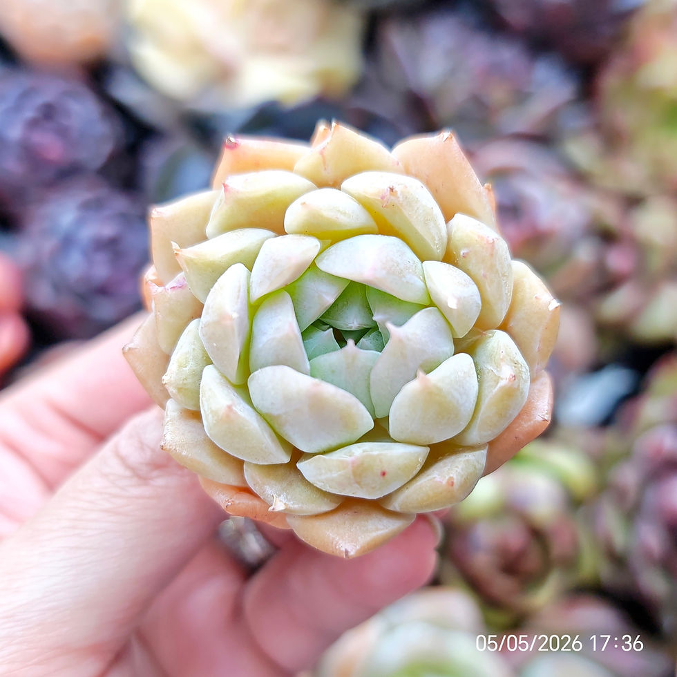 Thumbnail: Echeveria ‘Sol Wind’ 🇰🇷 EXCLUSIVE