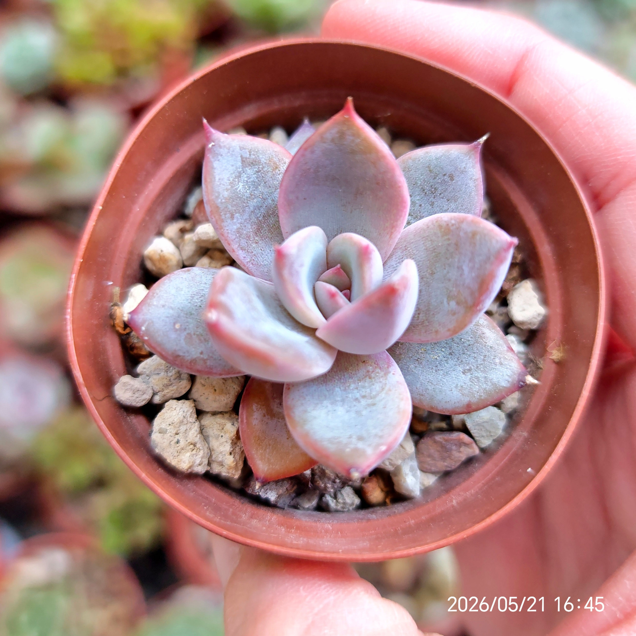 Echeveria ‘Charming Stone’ 🇰🇷 VERY RARE