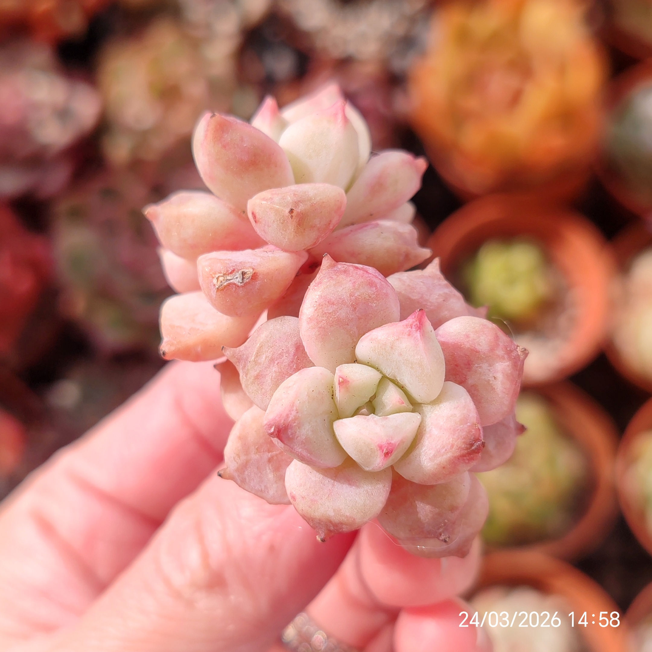 Echeveria 'Cotton Candy' (e. derenbergii hyb) 🇨🇳 EXCLUSIVE