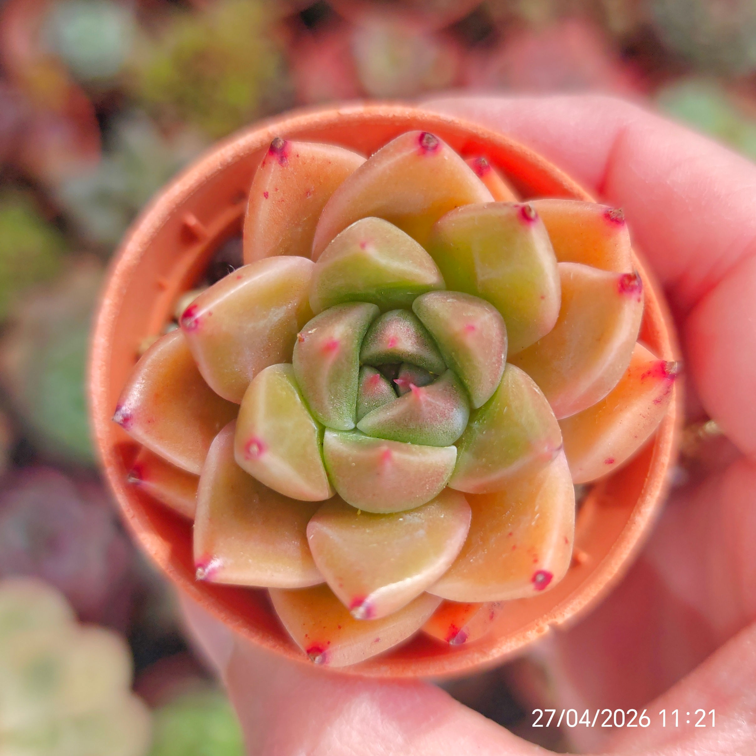 Echeveria ‘Falling Leaves’ 🇰🇷 EXCLUSIVE