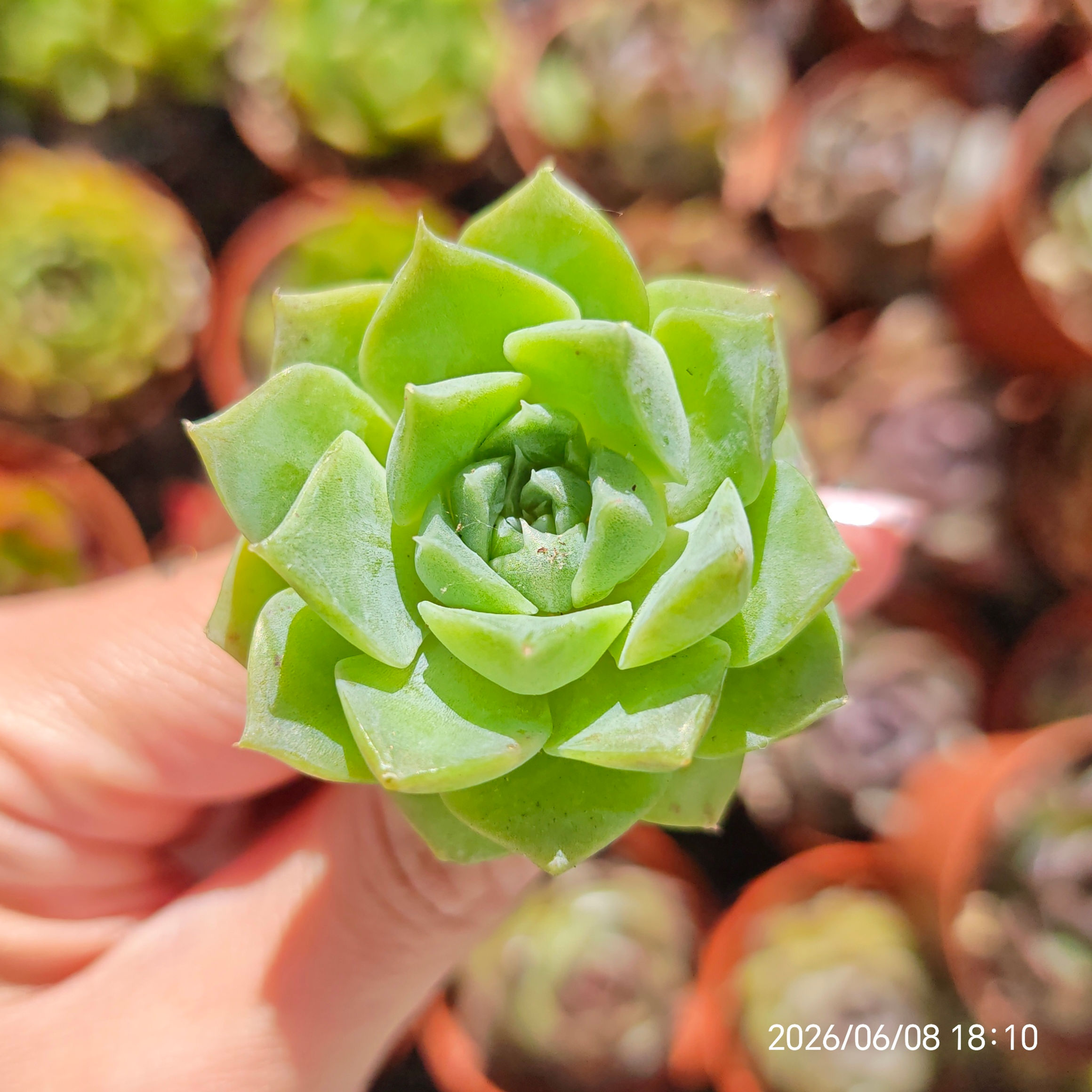 Echeveria hyalina x SSP 🇰🇷 VERY RARE