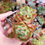 Thumbnail: Echeveria ‘Lotto’ 🇰🇷 VERY RARE ♡ NEW
