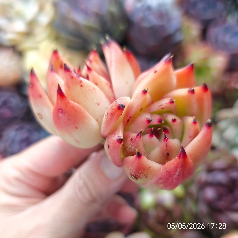 Miniatura: Echeveria ‘I Love You’  🇰🇷 VERY RARE