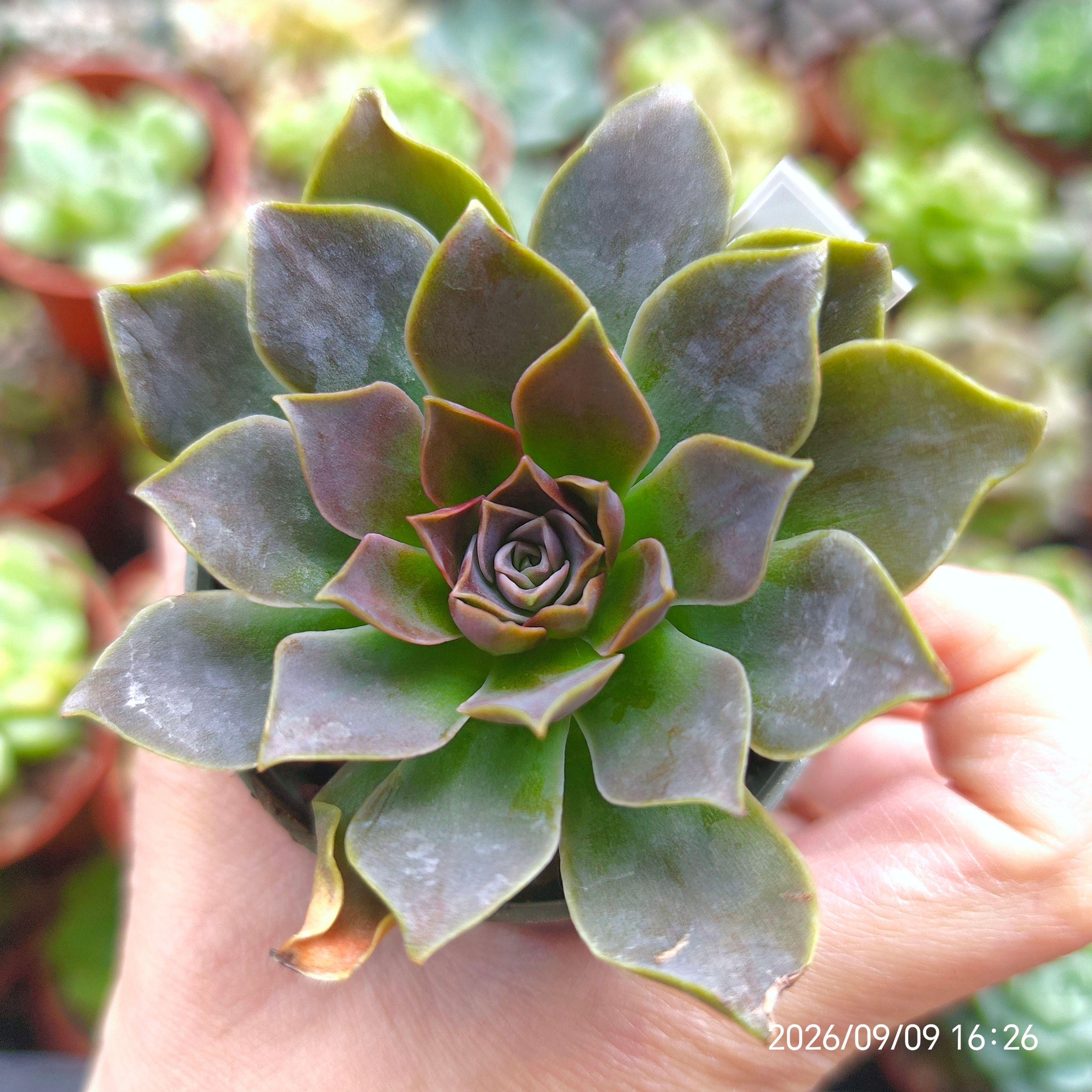 Echeveria eurychlamys × ‘Gemmulanett’ 🇰🇷 ULTRA RARE