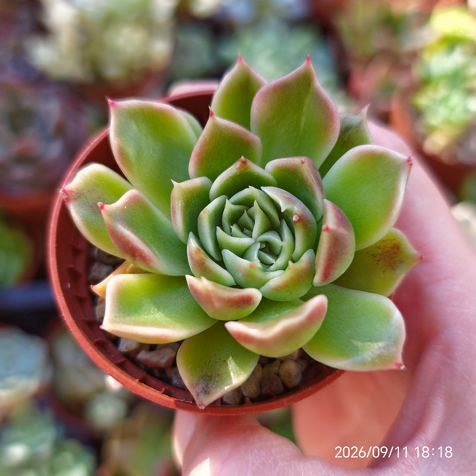 Miniaturbild: Echeveria 'Dragon Scales'🇰🇷 VERY RARE
