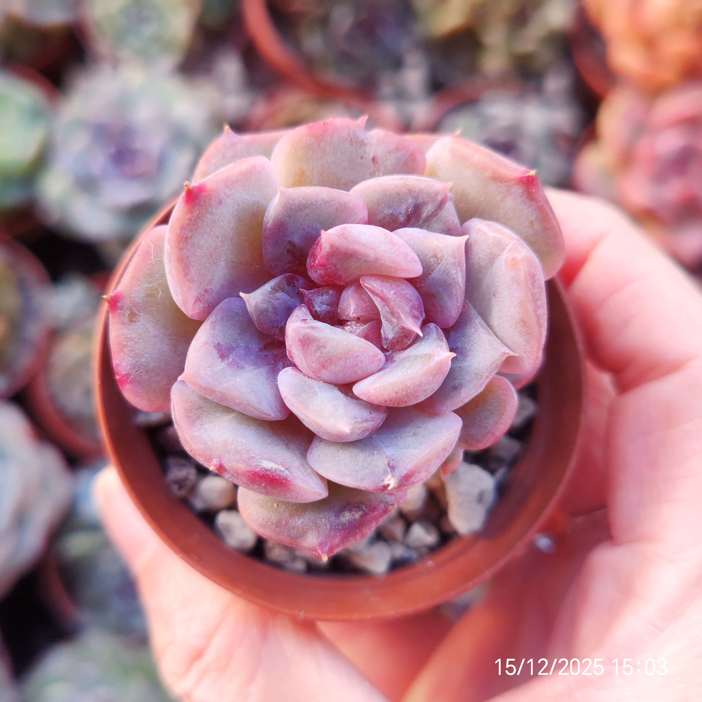 Echeveria ‘Rose Blossom’ 🇰🇷 RARE