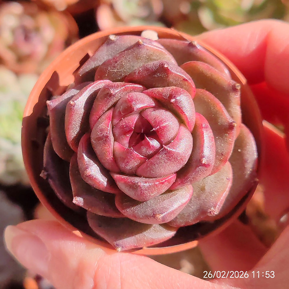 Miniature : Echeveria ‘Beatrice’ 🇰🇷 VERY RARE ♡ NEW