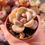 Miniatura: Echeveria ‘Cotton Cubic’ 🇰🇷 VERY RARE NEW 