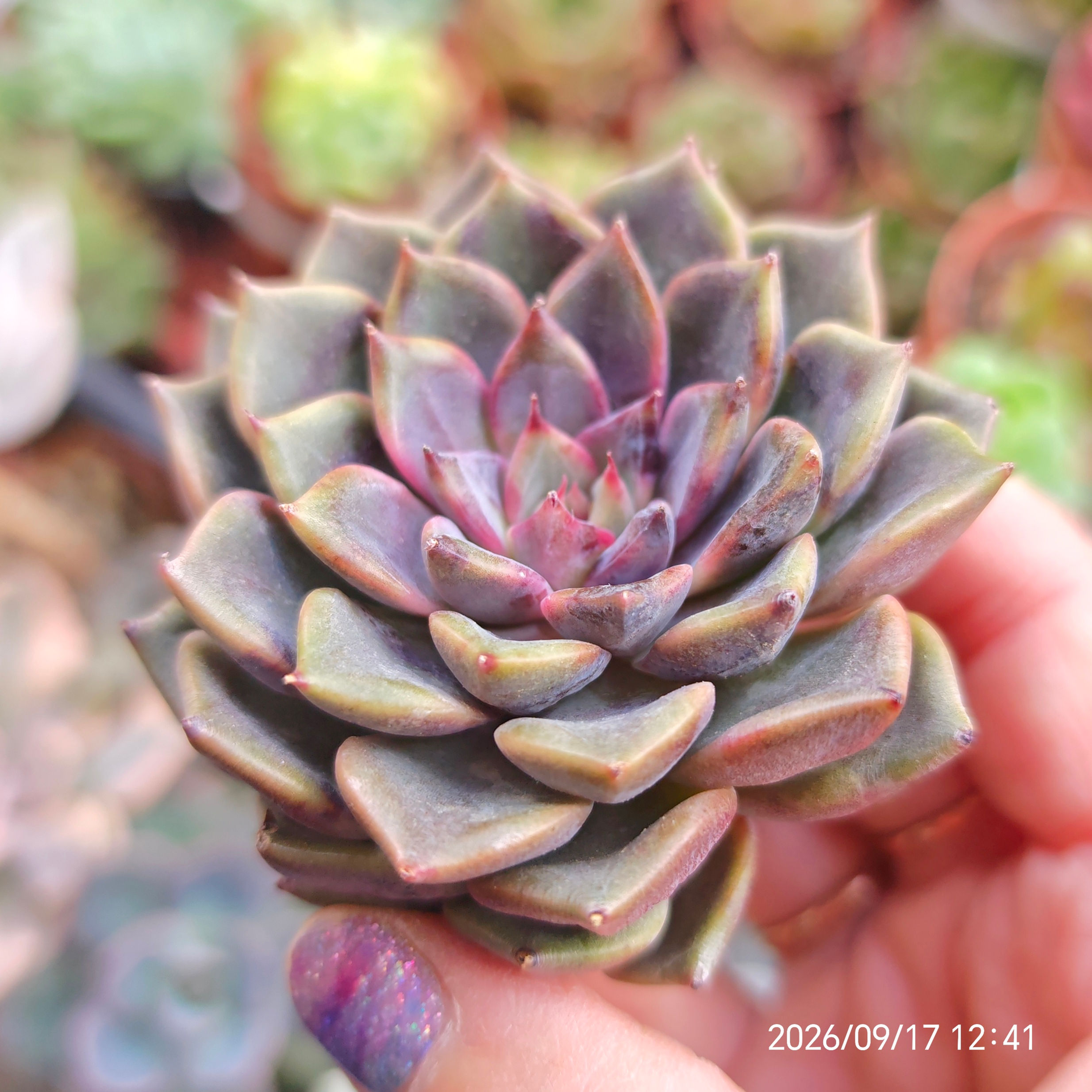 Echeveria ‘Barista’ 🇰🇷 VERY RARE NEW