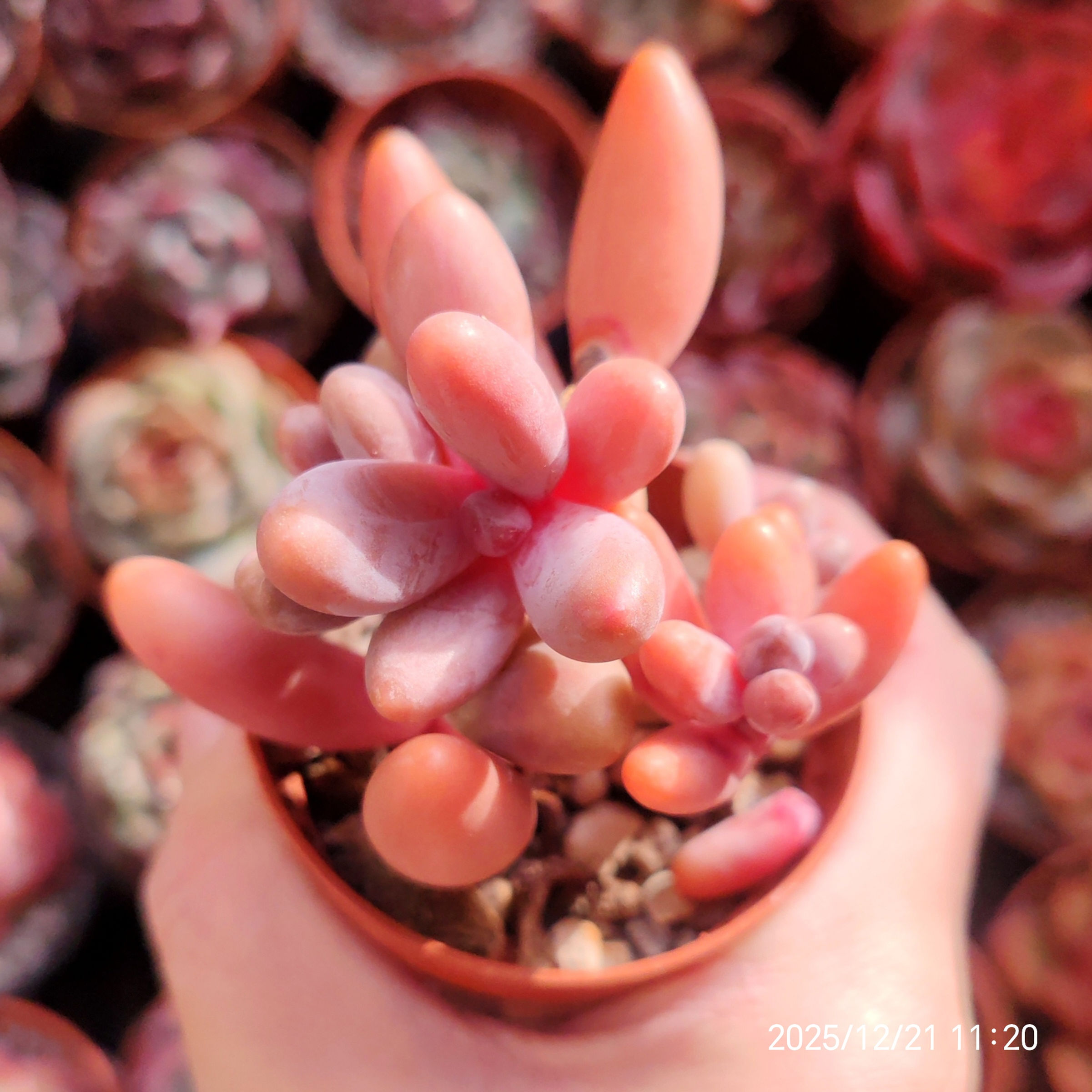 Pachysedum 'Ganzhou' 🇰🇷