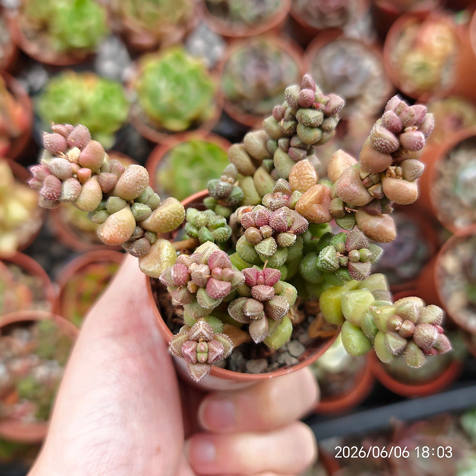Miniatura: Cremnosedum ‘Little Gem’ Variegata 🇰🇷 VERY RARE