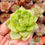 Miniatura: Echeveria ‘Melon Soda’ 🇰🇷 VERY RARE ♡ NEW