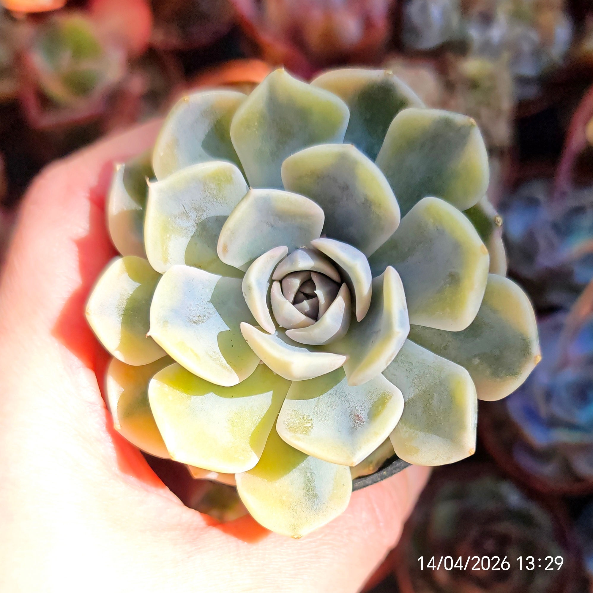 Echeveria 'Tainy Berger' Variegata 🇨🇳 VERY RARE ♡ NEW
