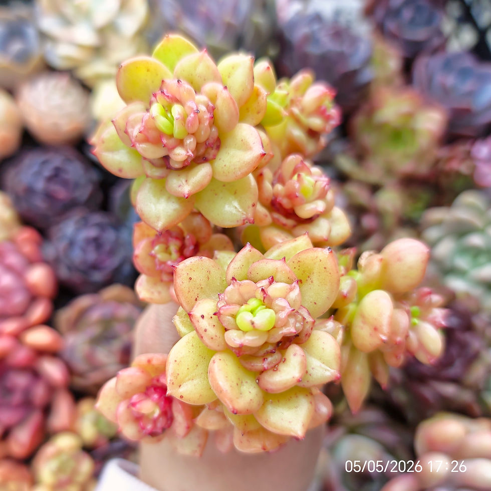 Miniatura: Echeveria ‘Apple Flower’  🇰🇷 VERY RARE