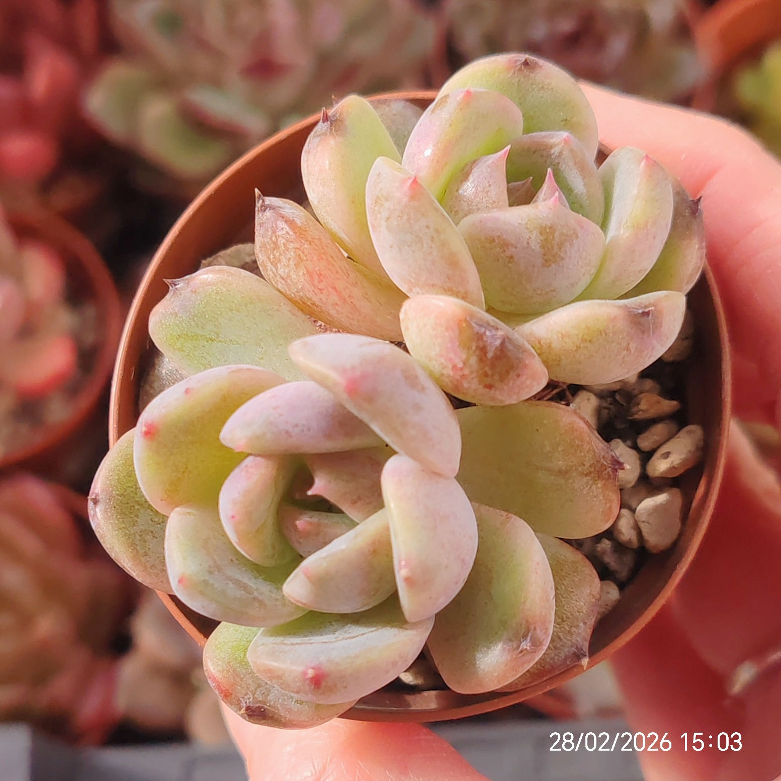 Echeveria ‘Amethyst’ x SSP (Type 8) 🇨🇳 VERY RARE