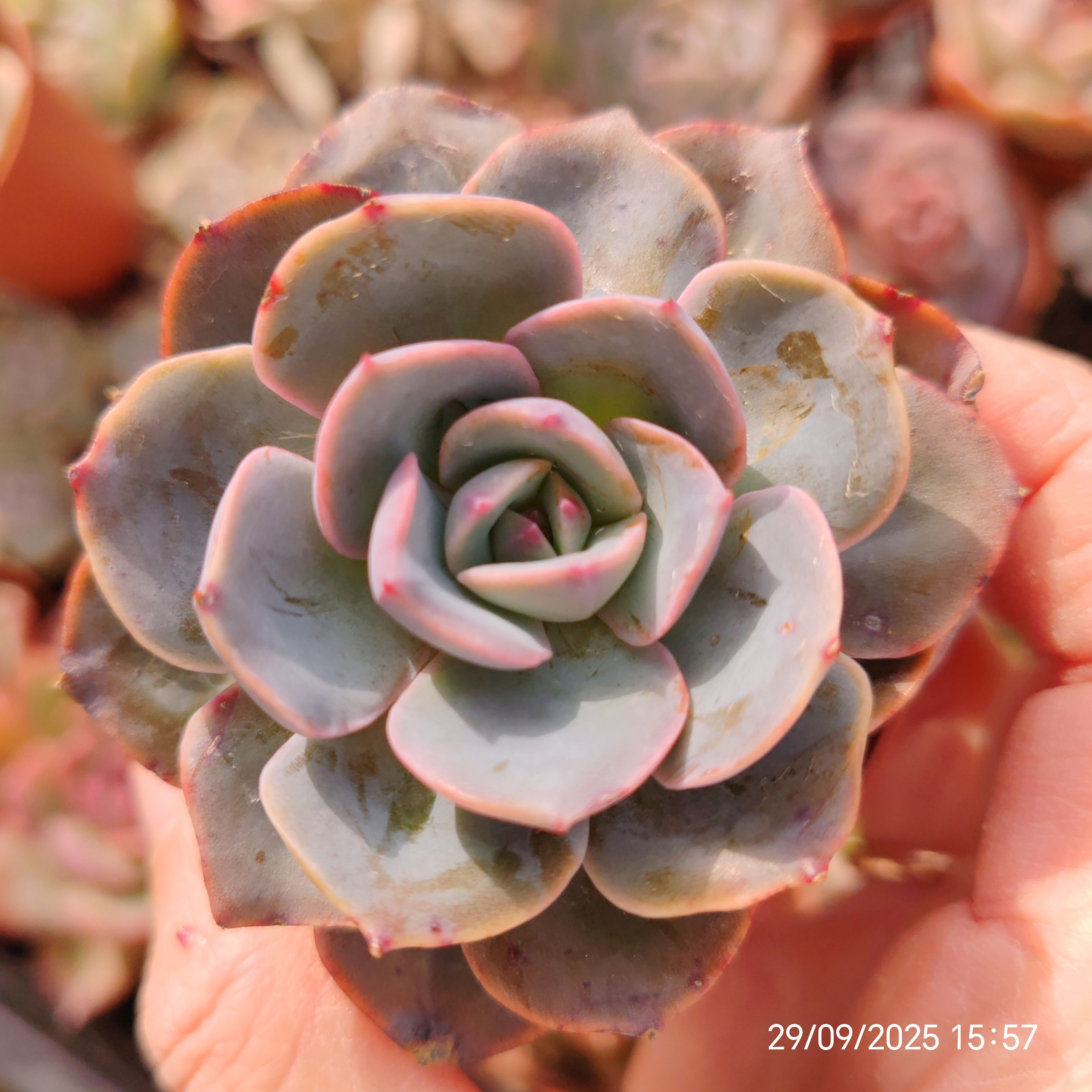 Echeveria ‘Twinkle’ 🇰🇷 VERY RARE ♡ NEW