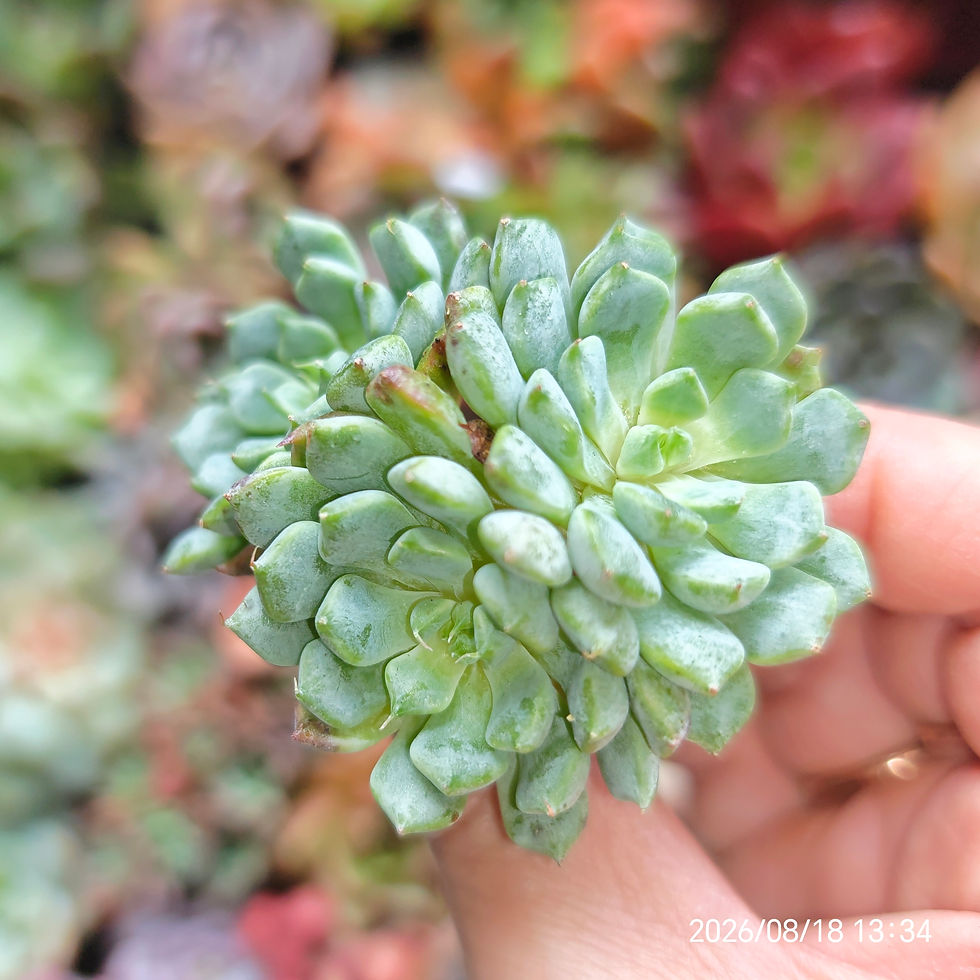 Miniature :  Echeveria  'Indigo Sky' x 'Campos'🇰🇷 ULTRA RARE