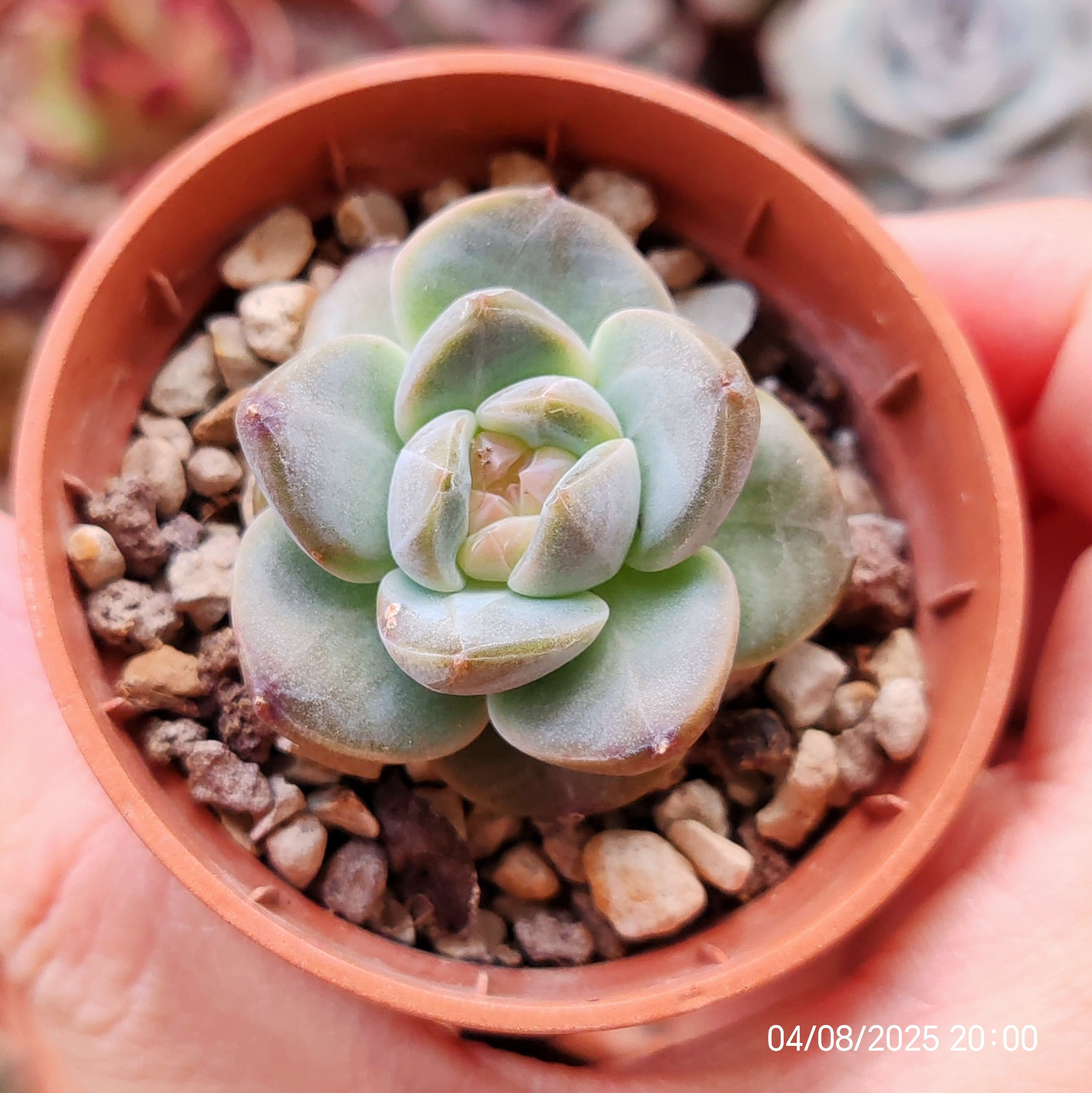 Echeveria SSP 2562 🇨🇳 RARE