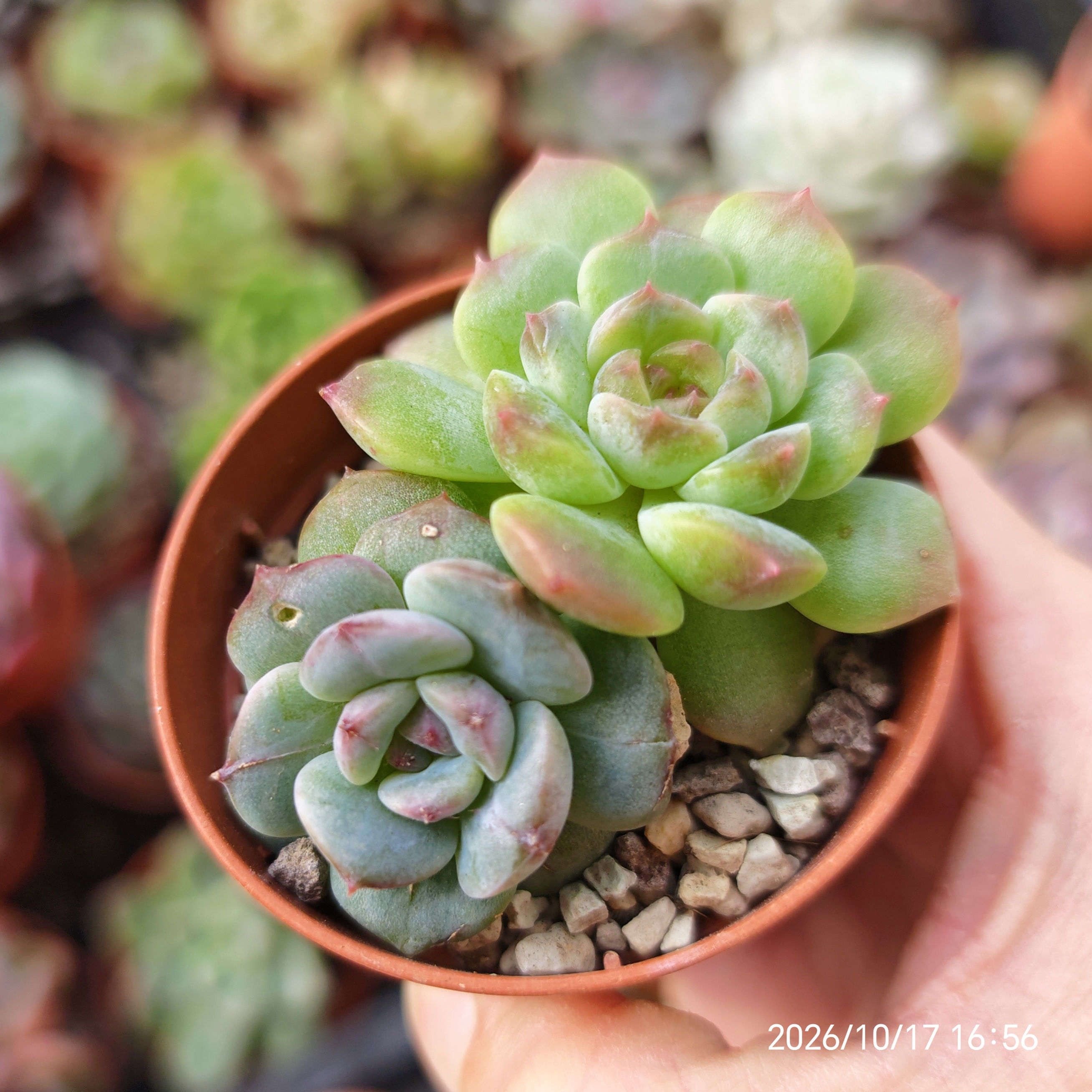 Echeveria SSP mini bundle 2 (E. 'Amethyst x ssp) 🇨🇳 EXCLUSIVE