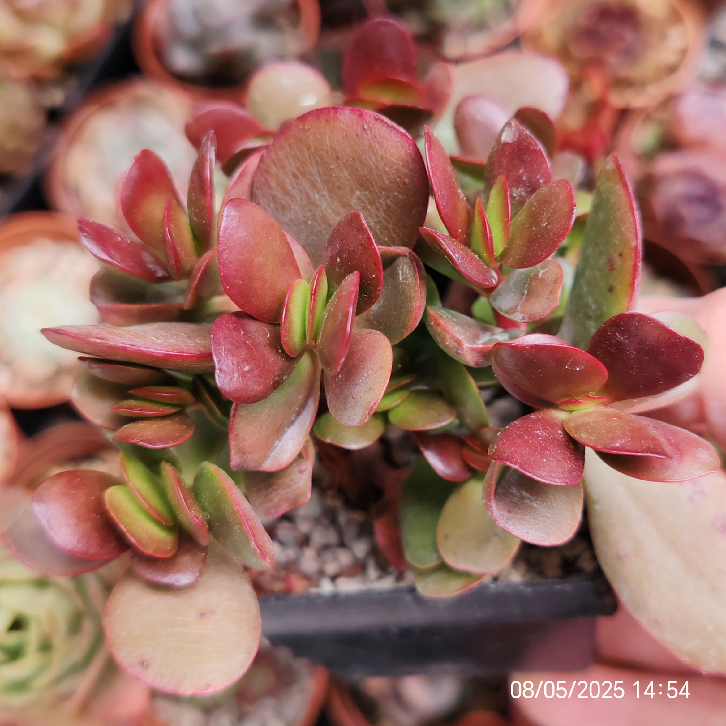 Crassula atropurpurea 🇰🇷  RARE