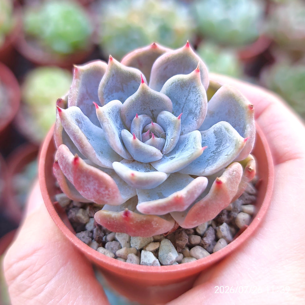 Thumbnail: Echeveria ‘Erica’  (lilacina hyb)  🇰🇷  VERY RARE