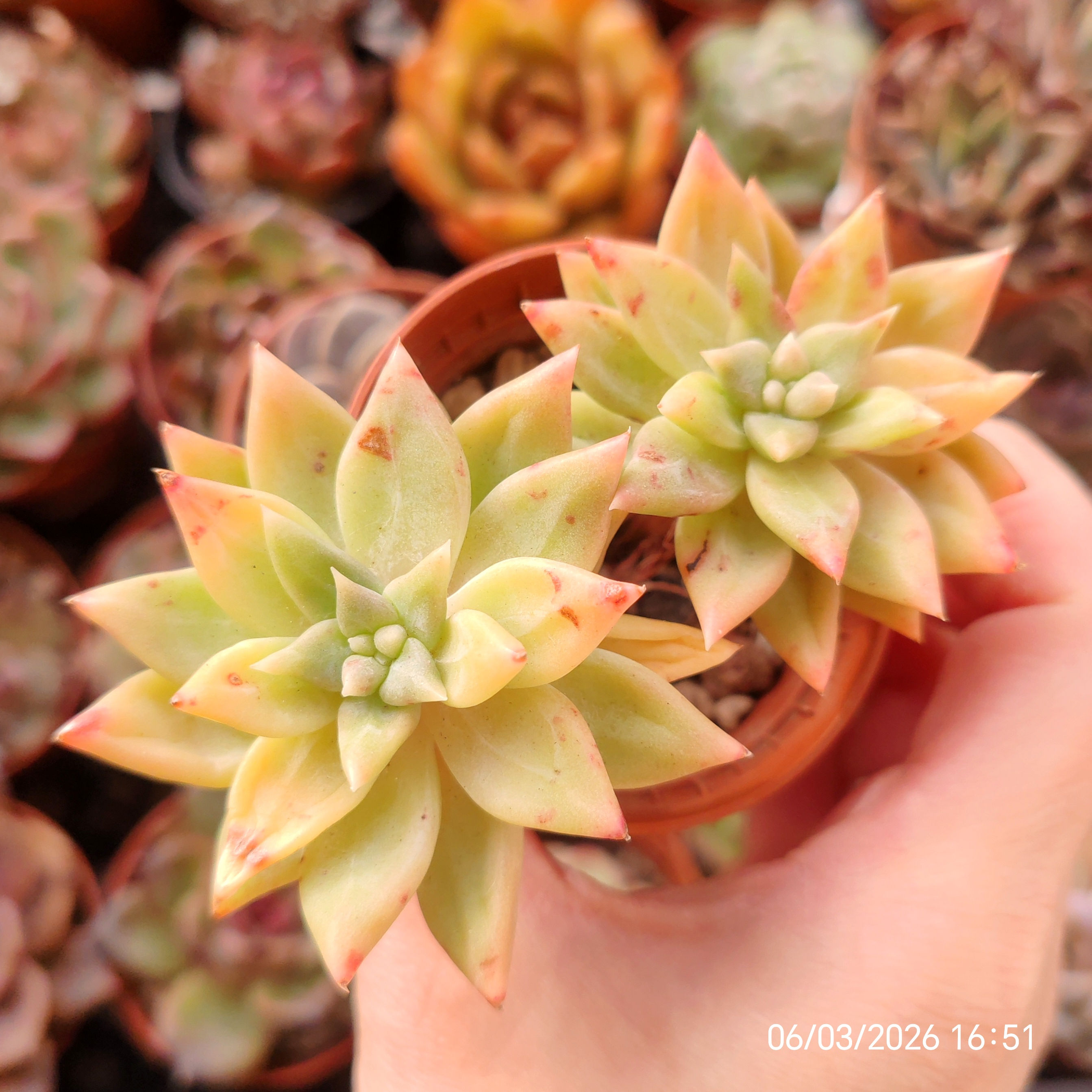 Pachyveria? Echeveria? ‘Goldrium’ 🇰🇷 VERY RARE ♡ NEW