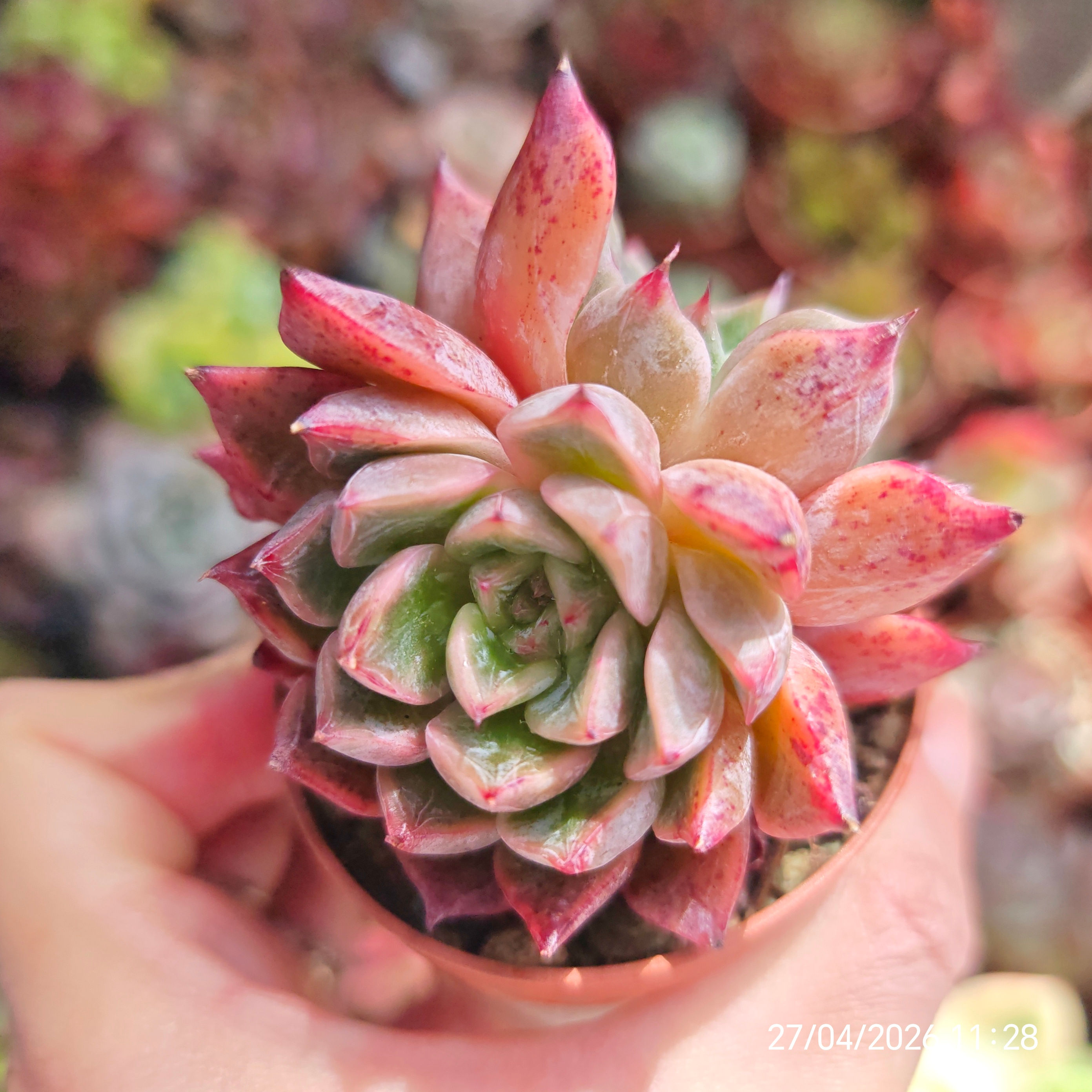 Echeveria 'Kendrick' (Rafaela x Aranjuez)  🇰🇷 VERY RARE