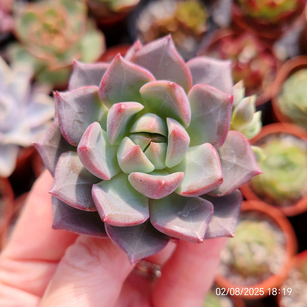 Echeveria ‘Raphael’ 🇰🇷 VERY RARE