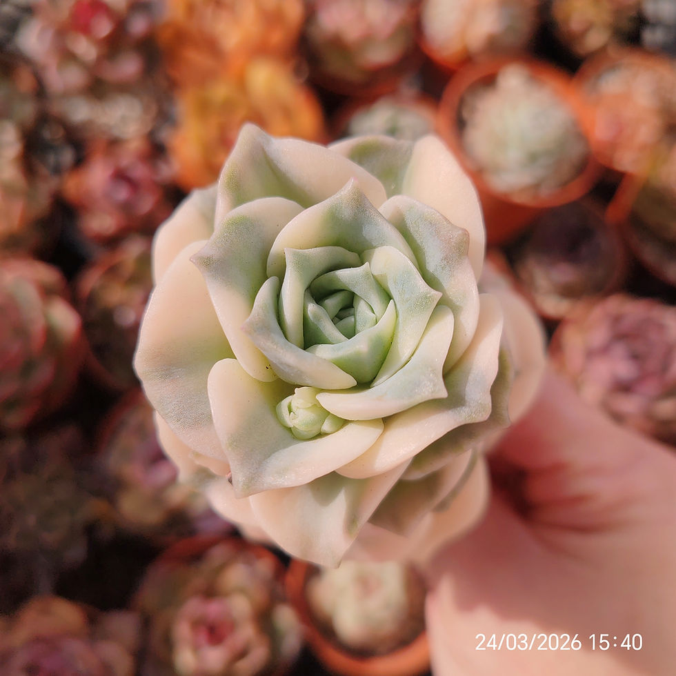 Miniature : Graptoveria 'Lovely Rose' Variegata 🇨🇳 VERY RARE