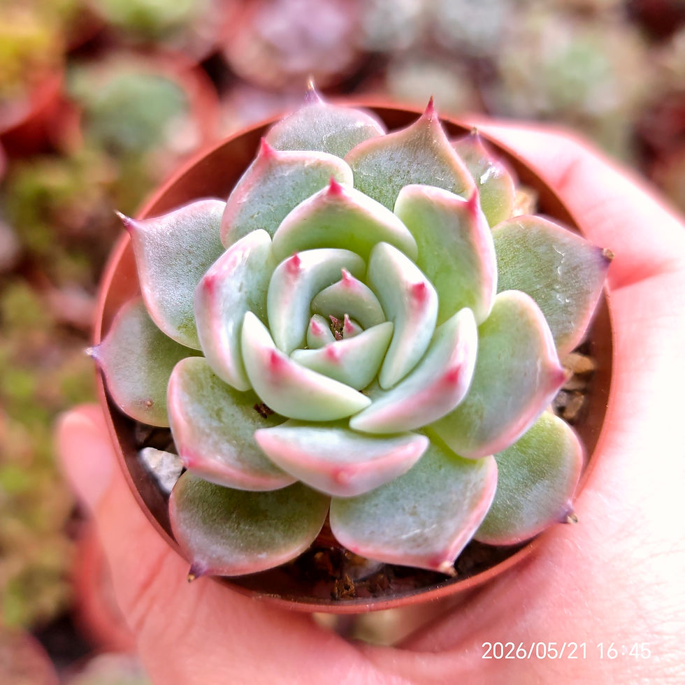 Miniatura: Echeveria ‘Estrella’ 🇰🇷 VERY RARE