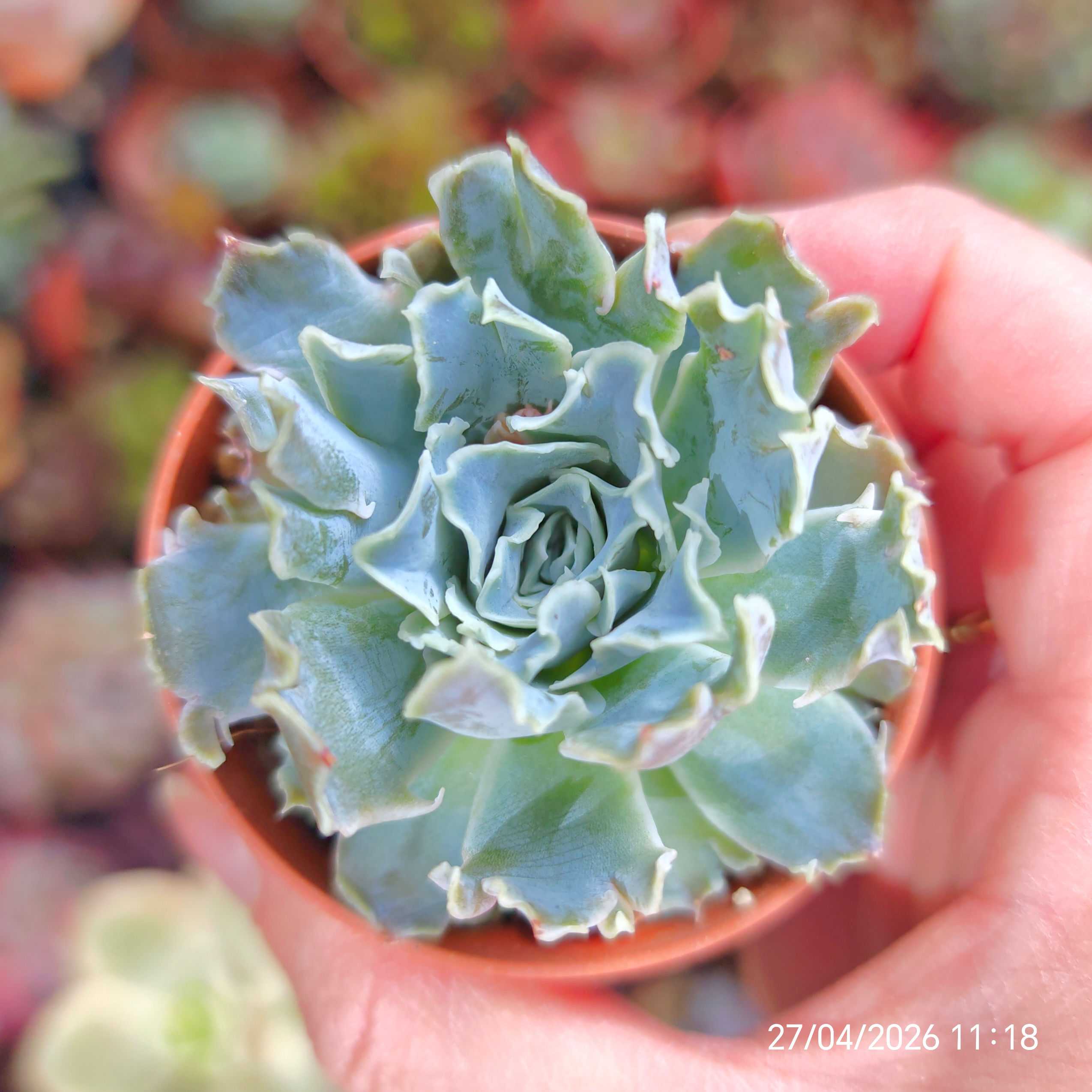 Echeveria simulans mutation 🇰🇷 VERY RARE