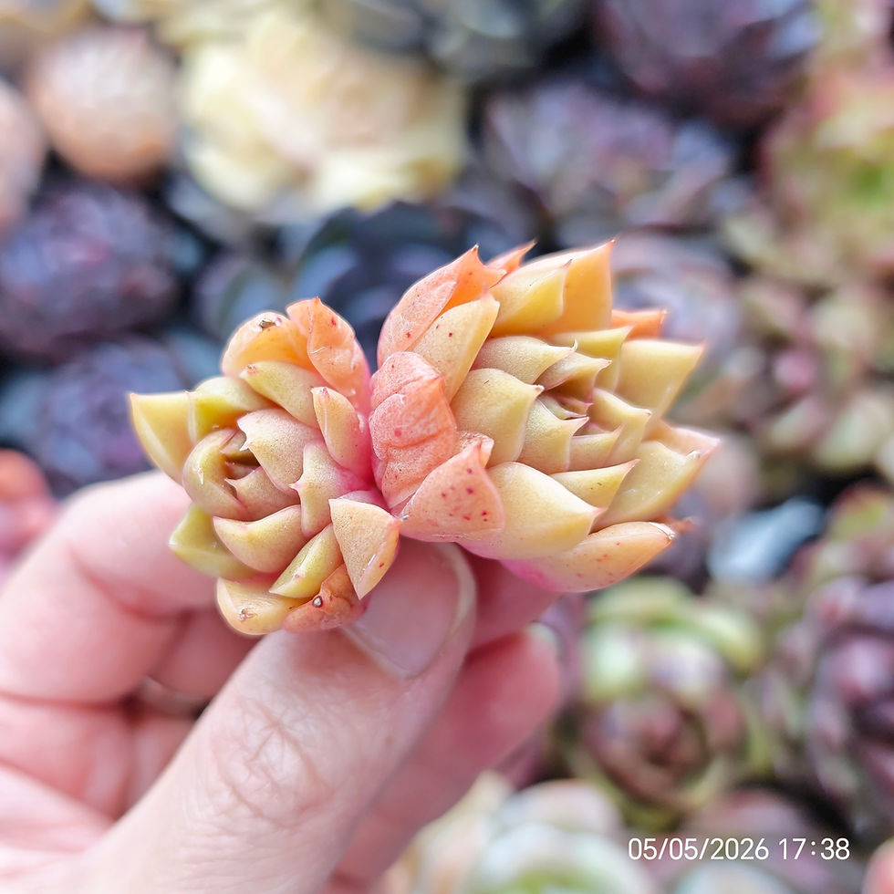 Miniature : Echeveria ‘Summer Sun’ 🇰🇷 EXCLUSIVE