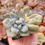 Miniatura: Pachyphytum ‘Frevel’ Monstruosa 🇰🇷 VERY RARE